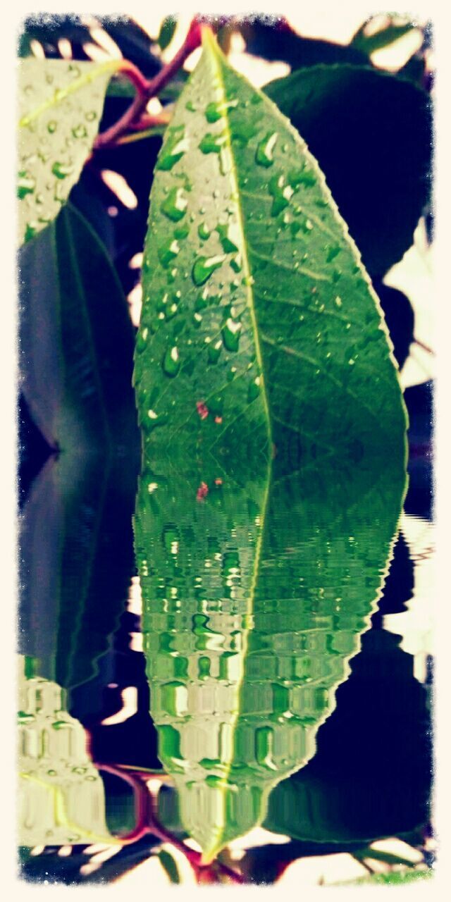 water, leaf, drop, close-up, wet, focus on foreground, transfer print, green color, nature, auto post production filter, plant, leaf vein, raindrop, day, rain, reflection, beauty in nature, fragility, outdoors, transparent