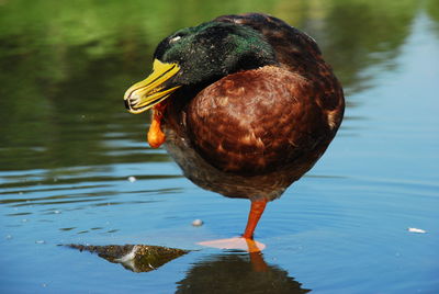 Close-up of a duck in a lake