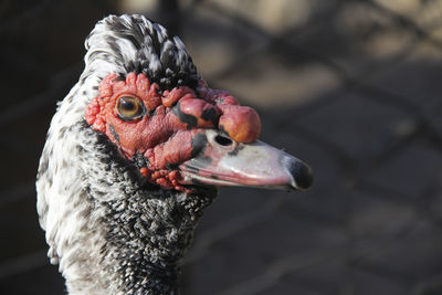 Close-up of a duck looking at camera