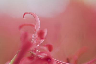 Close-up of pink flower blooming outdoors