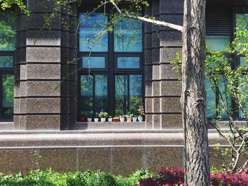 Trees and plants seen through window of building