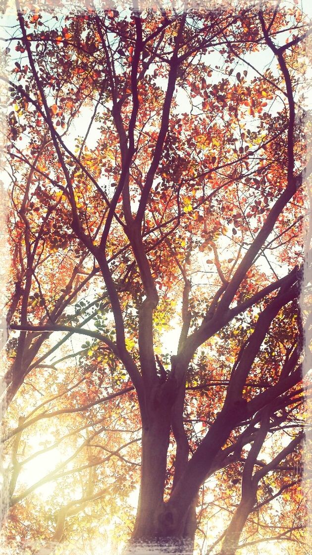 tree, branch, growth, nature, low angle view, tranquility, beauty in nature, autumn, tree trunk, orange color, change, sunlight, scenics, tranquil scene, season, sky, outdoors, no people, sun, sunset