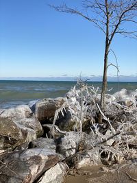 Driftwood on beach against clear sky