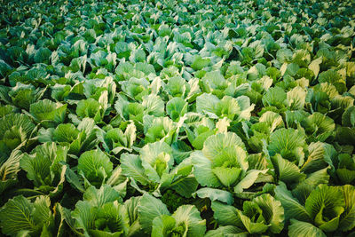 Full frame shot of plants growing on field