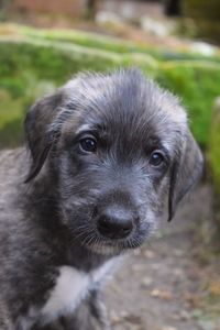 Close-up portrait of puppy