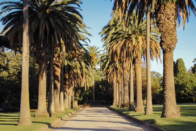 Pathway amidst palm trees during sunny day