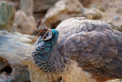 Close-up of peacock