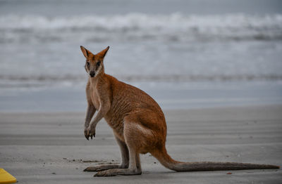 Horse standing on beach