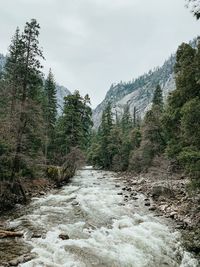 Scenic view of river amidst trees against sky