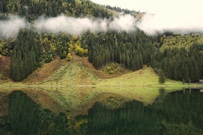 Scenic view of lake in forest