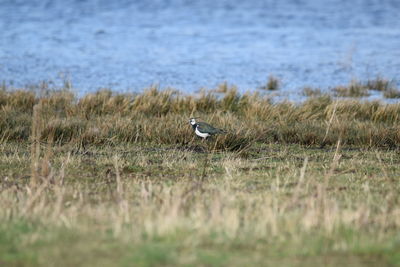 Bird perching on grass by lake