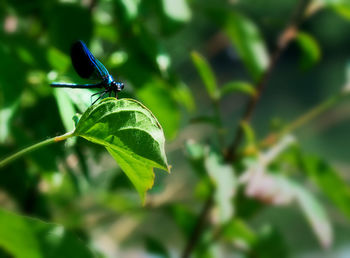 Close-up of insect on leaf