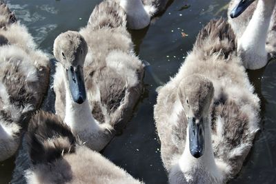 Swans swimming in lake