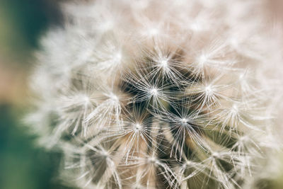 Close-up of dandelion on plant