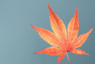 Close-up of orange maple leaves against sky