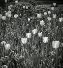 Flowers growing in field