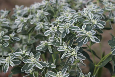 Close-up of white flowering plant