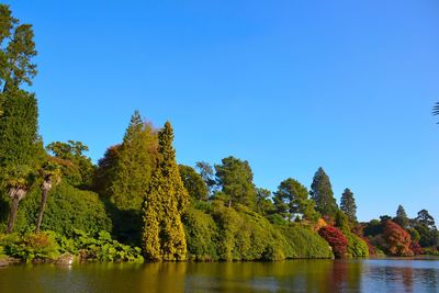 Reflection of trees in calm lake against clear blue sky