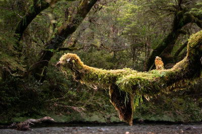 Monkey in a forest