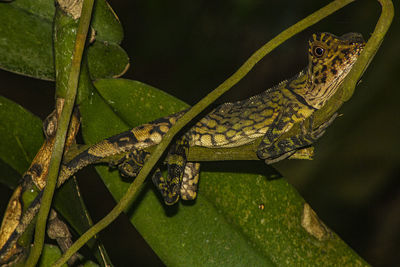 Close-up of a lizard on branch
