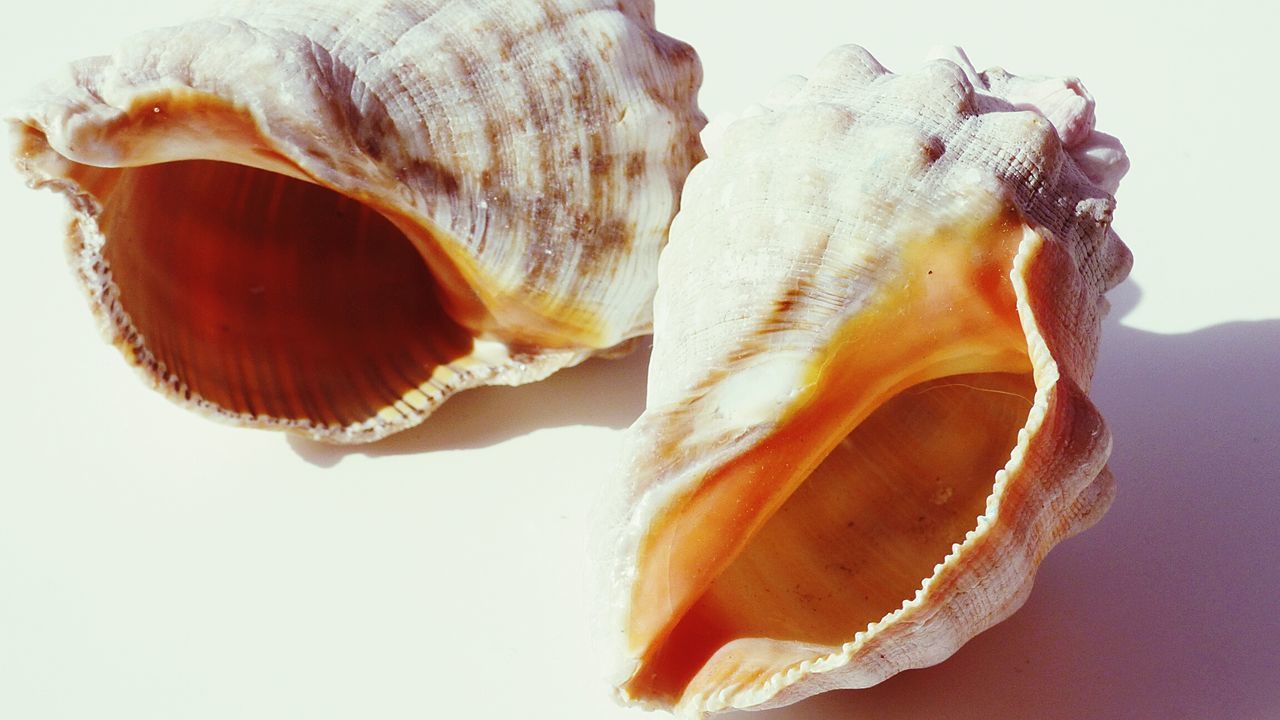 Two shells