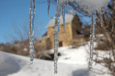 Close-up of icicles on tree during winter