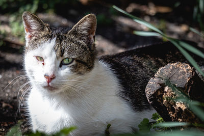 Close-up portrait of a cat