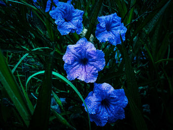 Close-up of purple flowering plants