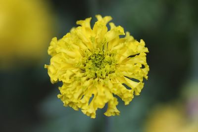 Close-up of yellow flower blooming outdoors