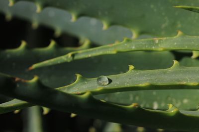 Close-up of water drop on leaf