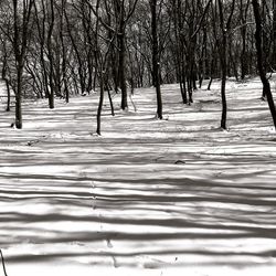 Trees on snow covered land