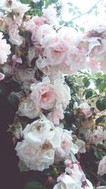 Close-up of pink flowers