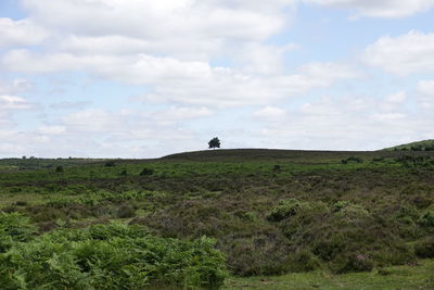 View of horse on field against sky