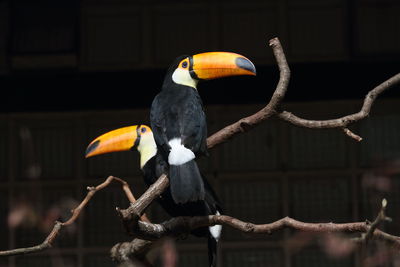 Close-up of bird perching on branch