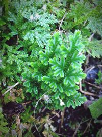 Close-up of fresh green plants
