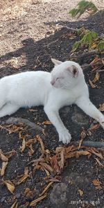 High angle view of cat resting on field