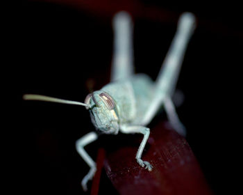 Close-up of insect