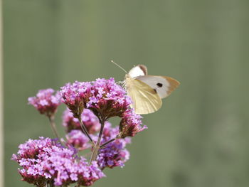 Close-up of butterfly pollinating on purple flower