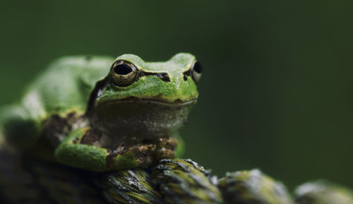 Close-up of frog on plant