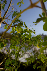 Low angle view of leaves on tree against sky