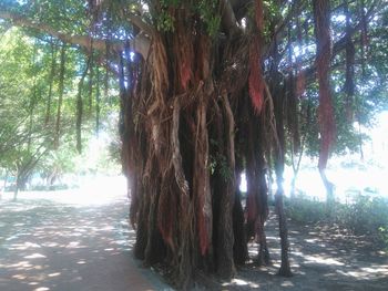 Trees growing on beach against sky