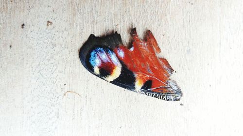 High angle view of butterfly on wood