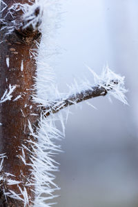 Close-up of frozen plant