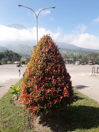 View of flowering plants on road against cloudy sky