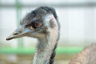 Close-up of a bird