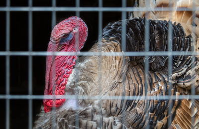 Close-up of birds in cage