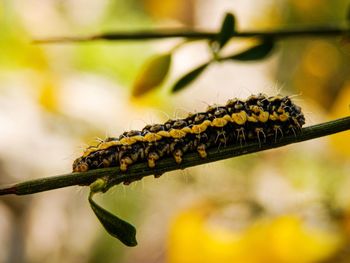 Close-up of insect on leaf against blurred background