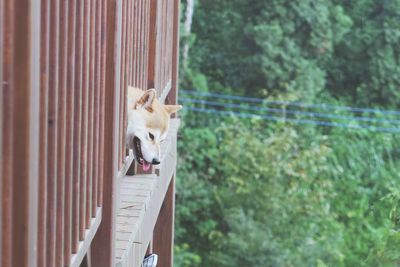 Dog in park