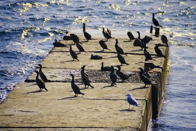 Flock of cormorants perching on pier in sea