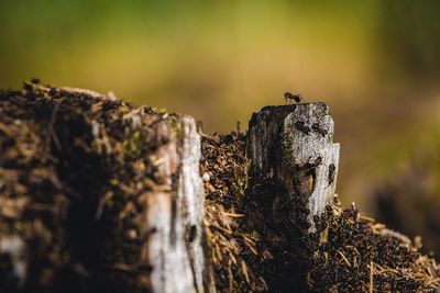 Close-up of ants on rough surface